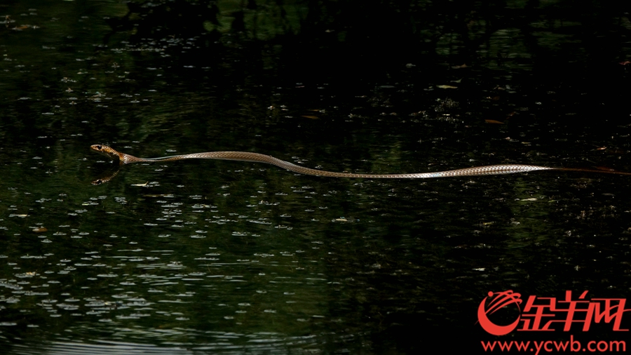 小蛇在湖中畅游避暑。记者 陈秋明 摄