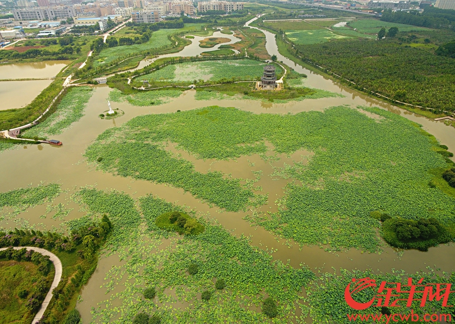 五年前，华阳湖还是劣五类臭水沟，如今已经变身漂亮的湿地公园，新增物种20多种。记者 王俊伟 摄