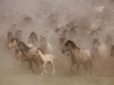  德国举行野马展 现场尘土飞扬场面壮观