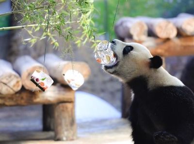  炎炎夏日 广州大熊猫消暑有“凉”方