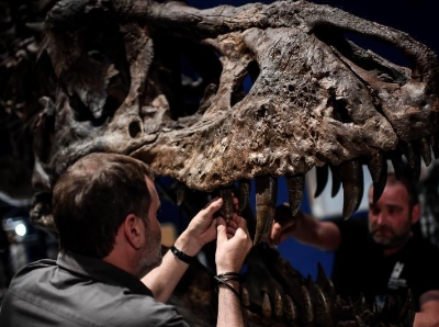  巴黎展出最完整霸王龙化石 尖牙利齿令人生畏
