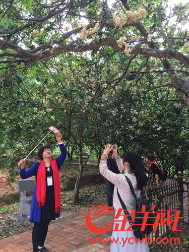 化州7万亩化橘红吐蕊争艳 游人如织赏橘红花 化州7万亩化橘红吐蕊争艳 游人如织赏橘红花