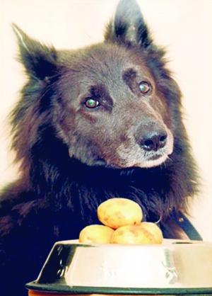 世上最可怜狗啃骨头过敏 只能吃土豆(图) - 金羊