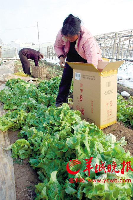 菜价为何涨了又涨天灾人祸导致市民吃贵菜