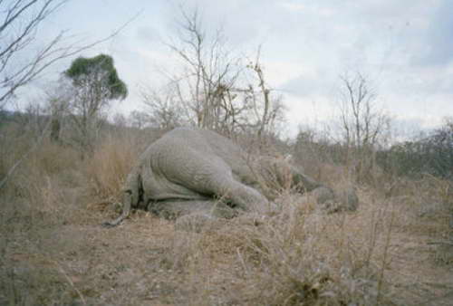 津巴布韦粮食奇缺 村民分食大象尸体