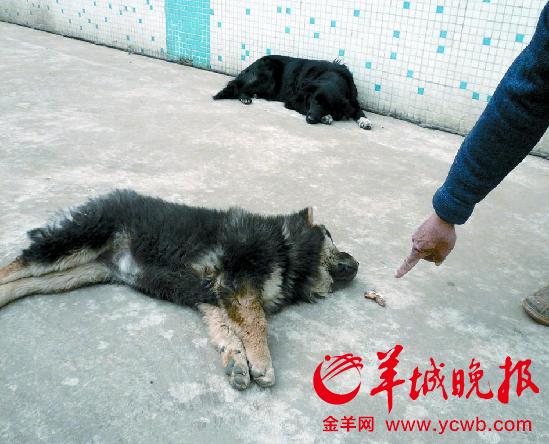 6秒钟毒死2条狗