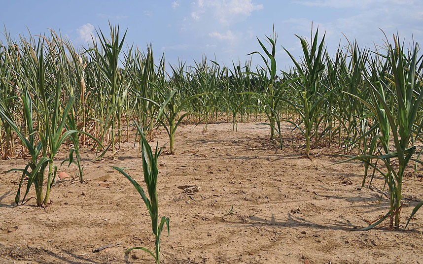 美国遭遇半世纪最严重干旱