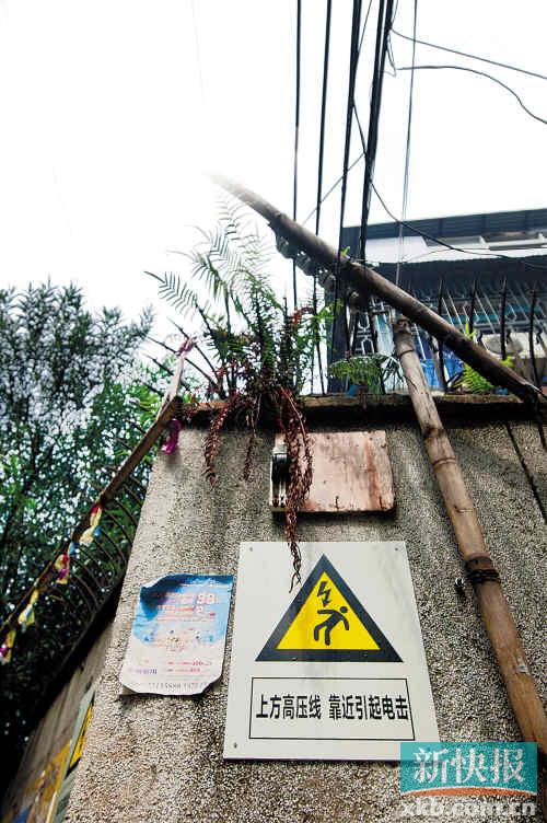 黄浦区超高违章树木碰高压电线 供电部门砍伐