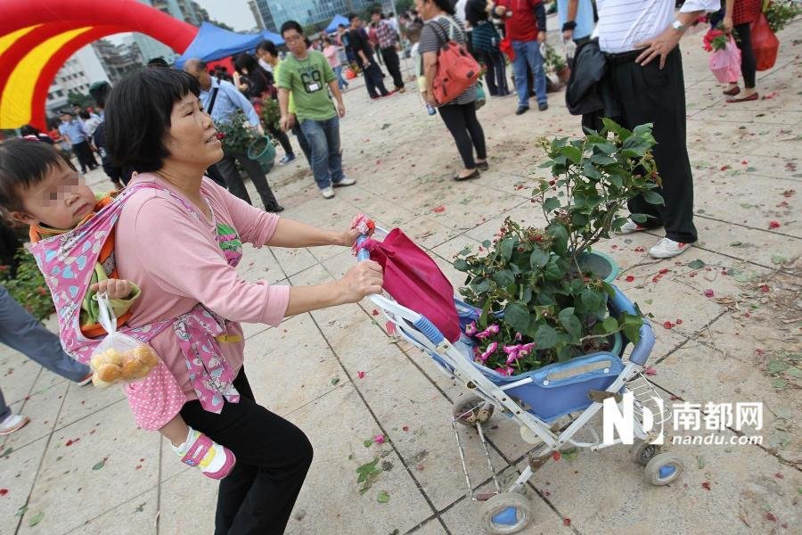 广东江门免费发市花图片