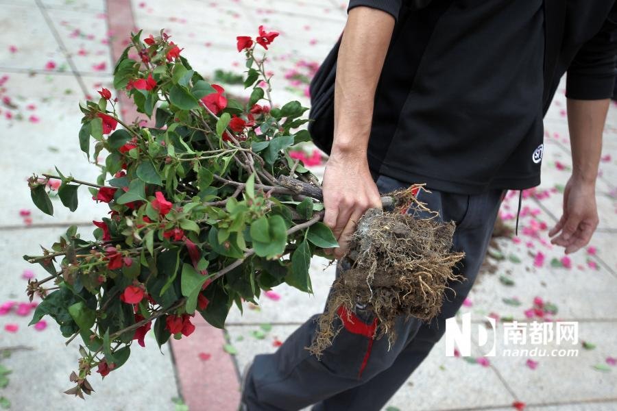 广东江门免费发市花图片