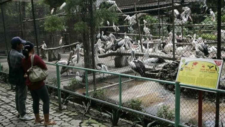 据中国新闻网报道,印度尼西亚泗水动物园因饲养环境恶劣,造成包括濒危动物苏门答腊虎在内的多数动物死亡,其中一头15岁的苏门答腊母老虎因罹患消化系统疾病,从100公斤瘦成60公斤,看起来像一只猫。 创建于1912年的泗水动物园共饲养约350种动物,曾是国内外旅客造访泗水必游之地。不过2010年6月到8月,动物园里就有20头动物死亡,其中包括一头苏门答腊虎和13只科莫多龙幼龙。 2011年,泗水动物园有250头动物死亡,动物园兽医团队在死亡的动物体内发现塑料袋和石头残留。 由于动物园饲养环境恶劣,许多濒危动