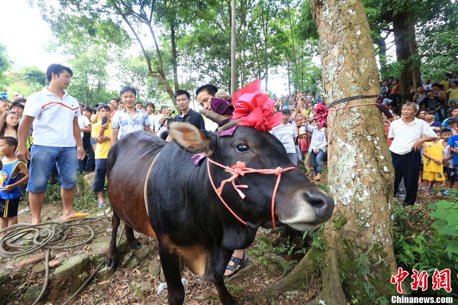 广西侗族传统"牵牛上树"仪式 吊死活牛祈福