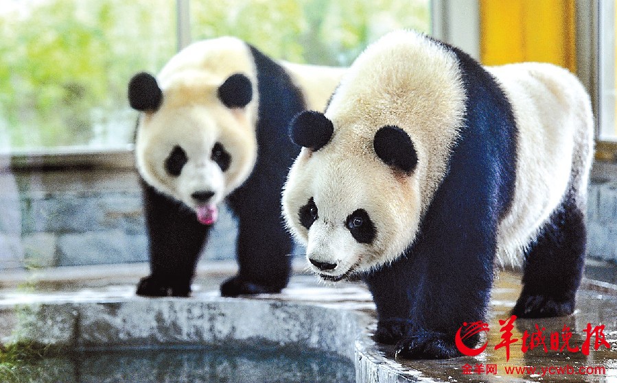 大熊猫<em>姐妹花</em>文莉雅莉空降<em>广州</em>动物园