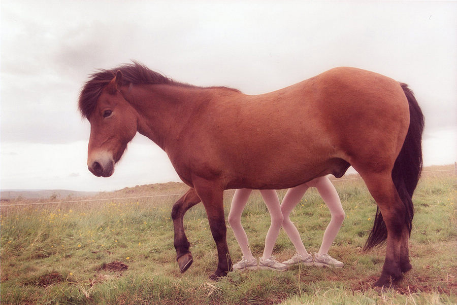 冰岛<em>双胞胎姐妹</em>花的成长<em>故事</em> - 唯美贴图 - 蒲公