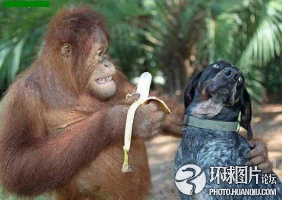 比比谁邪恶  爆笑 雷图亮点自 寻  - 金羊网