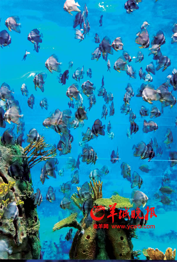 春节玩转珠海:长隆探海澳门环岛斗门游春