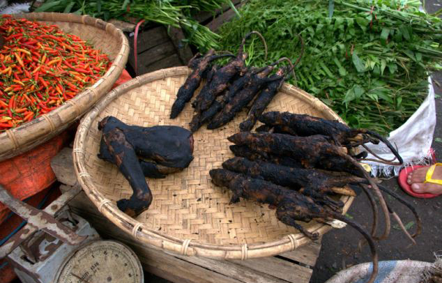 猴子肉蝙蝠肉 印尼集市售卖多种烘烤动物肉触目惊心 - 金羊网