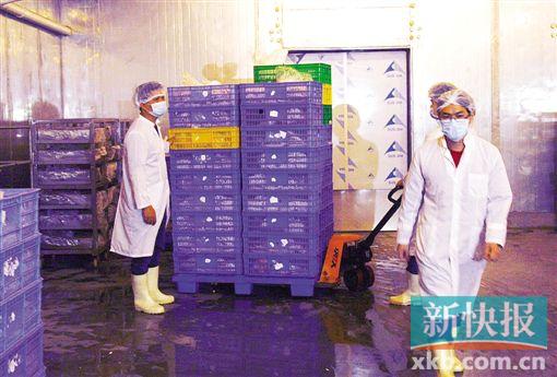 广州冰鲜鸡2小时内可达市场 有档主收入减九成