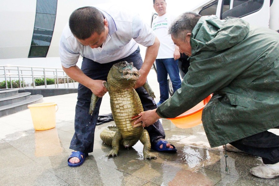 水族馆负责人说,他们将被抓获的扬子鳄吠伎