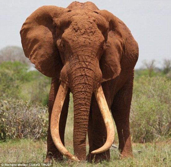肯尼亚象王被偷猎者杀害 巨型象牙被盗走(图)