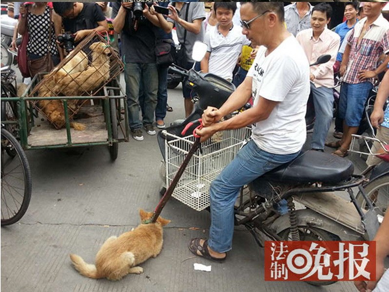 爱狗人士为救狗倾其所有,极端行为让在场嘉宾说出这样