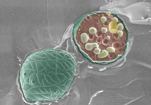 日本教授<em>制造超级</em>病毒能够绕过人类免疫<em>系统</em>|