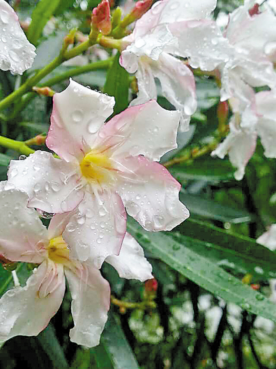 变叶木、虎刺梅也致癌_金羊网生活