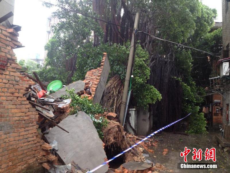 7月23日,受今年第十号台风麦德姆影响,福州市仓山区一棵百年榕树大雨中倒下,致使周边两间民房坍塌。经现场查看,与榕树相邻的两间房屋受灾,一间已全然被庞大粗壮的树干压成了一堆瓦砾,另一间房屋受被撬起的树根影响,整面墙体被撬倒,半间房屋塌方。所幸住户们听从了民警先前的劝导已撤离屋子,没有造成任何人员伤亡。经过民警和社区干部的协调,10余名受灾住户都已得到妥善安置。郭艳摄