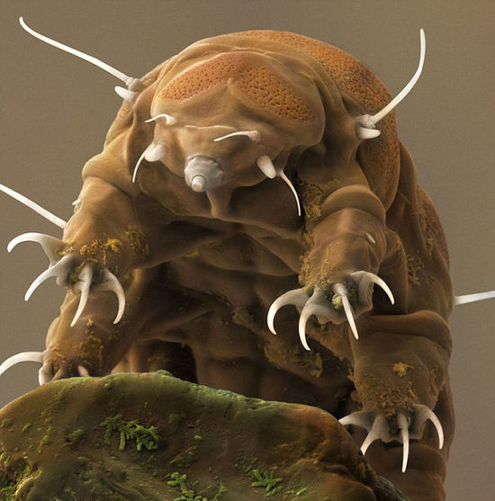 盘点十大最怪异海洋生物 外形奇特如怪兽(图)_金羊网新闻