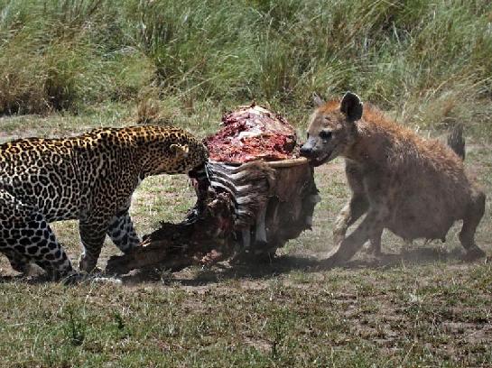 实拍猎豹与鬣狗争抢食物