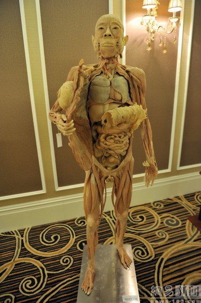现场展示的人体解剖标本.