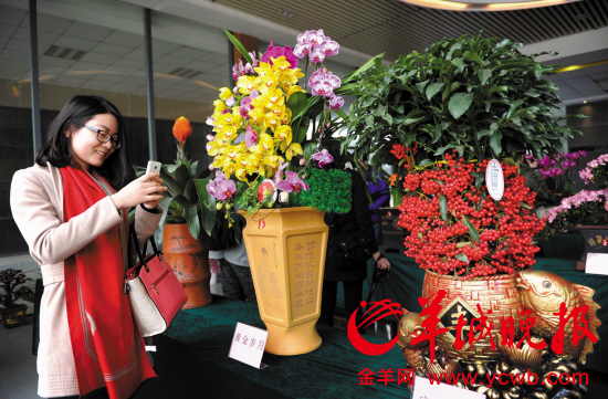 　　今年花市盆饰走俏。图为2月5日广州花博园举办年花评选活动