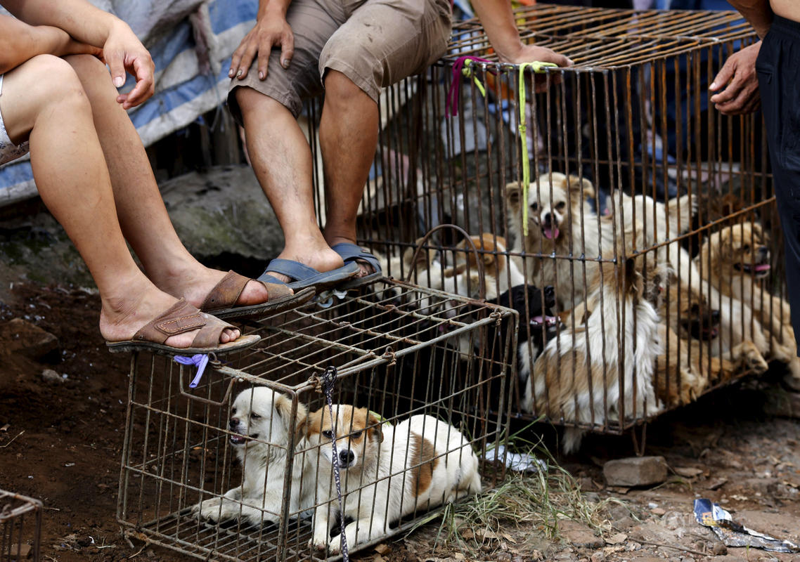 两千只狗无检疫证明被运往玉林，食品安全隐患不容小觑 - 知乎