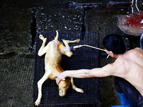 玉林狗肉节直击 当地人继续杀狗吃狗