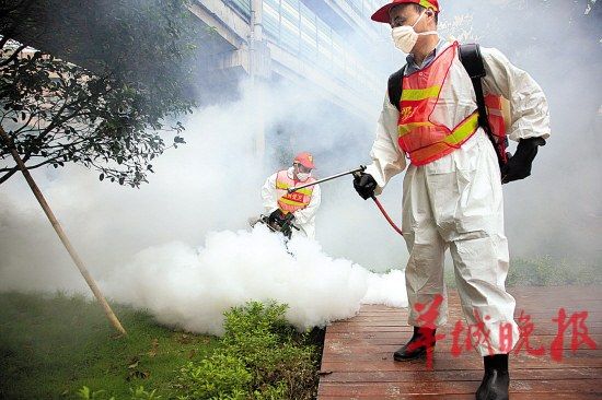 广州灭蚊成本高 花都一街道百万元外包灭蚊