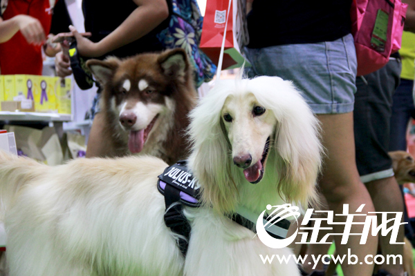 各大名犬进击宠博会 萌态处处夺眼球