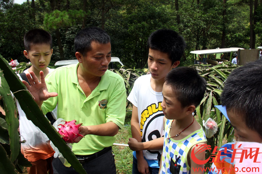 清远水果运动会来了一帮萌娃:吃火龙果比赛 抱
