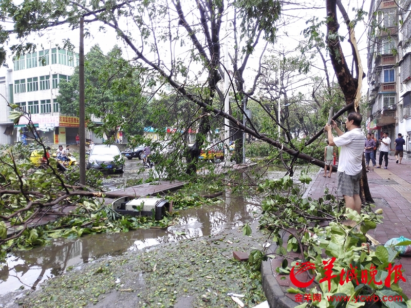  强台风  彩虹 袭击湛江 霞山实验中学校园内大雕