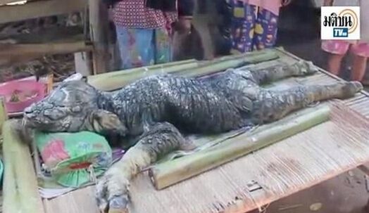  老鼠长着猪鼻子  又大又扁朝前上翻 网友:萌翻了