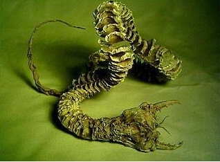 老鼠长着猪鼻子 又大又扁朝前上翻 网友:萌翻了