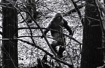  老鼠长着猪鼻子  又大又扁朝前上翻 网友:萌翻了