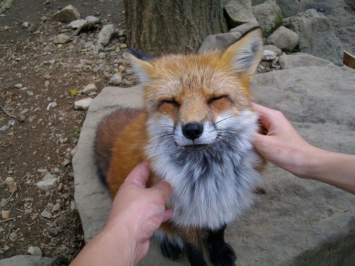 【狐狸喜好】