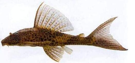  泉州市民捕获怪鱼  吃垃圾为生不建议食用_金羊