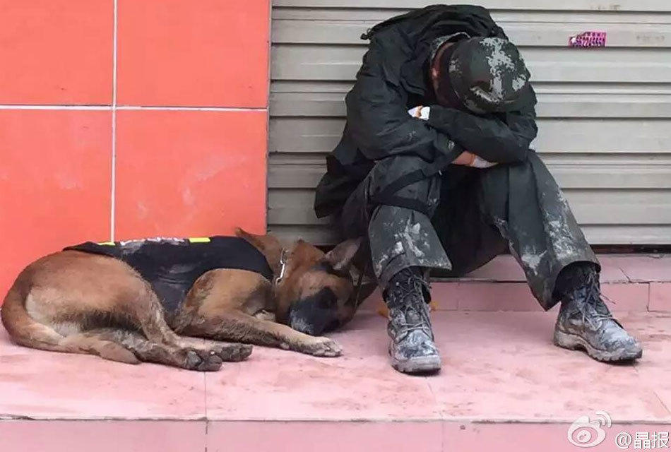  深圳山体滑坡 搜救犬累趴 躺在路边睡着满腿泥