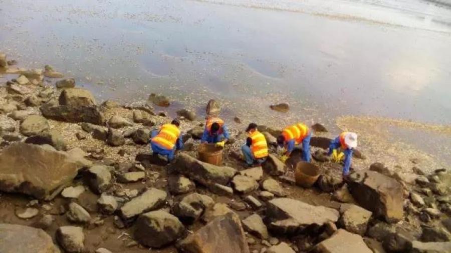 珠海海边现大量死鱼 疑天气变化令鱼群缺氧致死