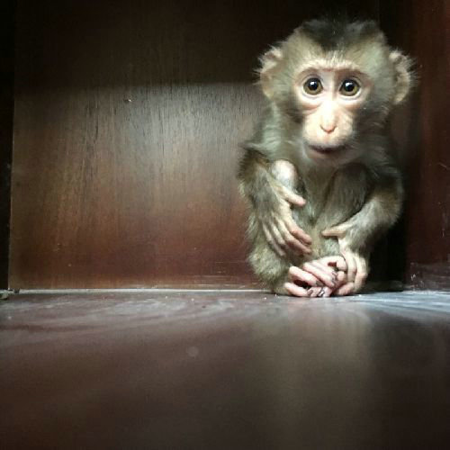  南京现食蟹猴 会磕头作揖 属国家二级保护动物