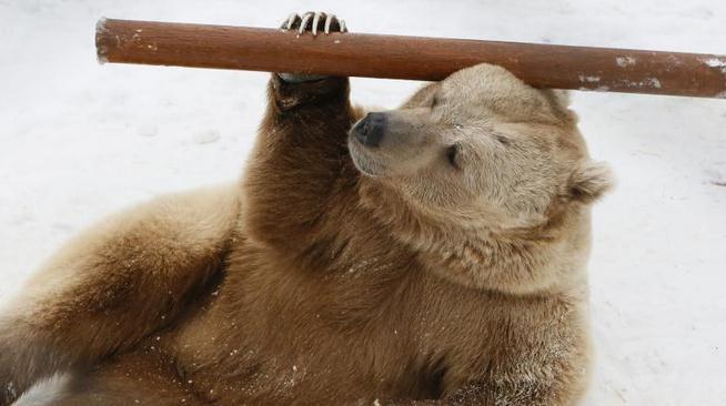  俄罗斯功夫熊走红  这头九岁白爪熊名叫帕米尔