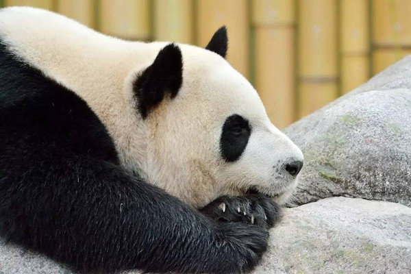  大熊猫下山被犬欺  体积虽比狗大很多但还是寡