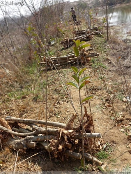 抢种 活化石 高烧不退 为高额补偿疯狂种树