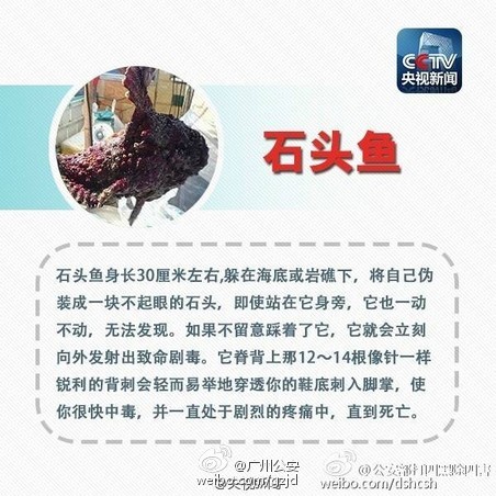  蓝环章鱼当宠物卖 ?美丽的剧毒生物不能当宠